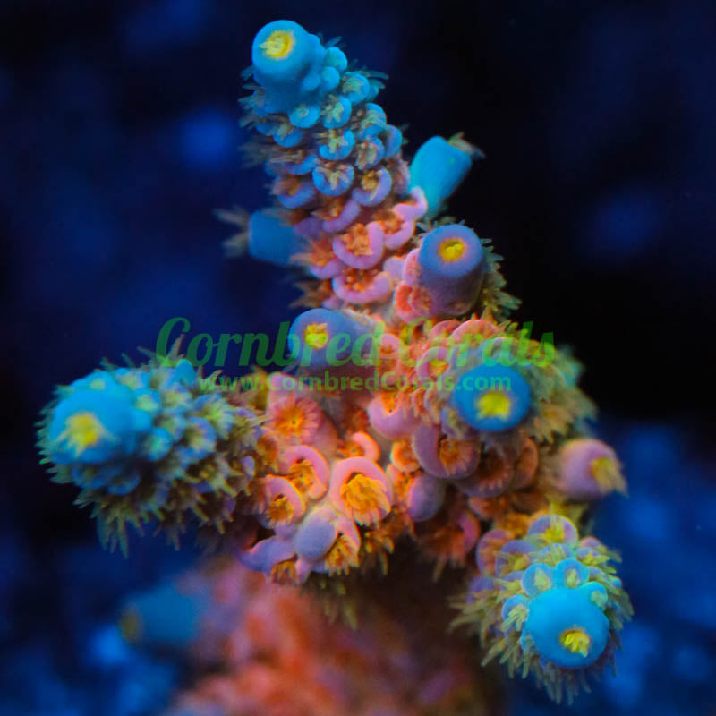 Cornbred's Rainbow Passion Acro AKA WD
