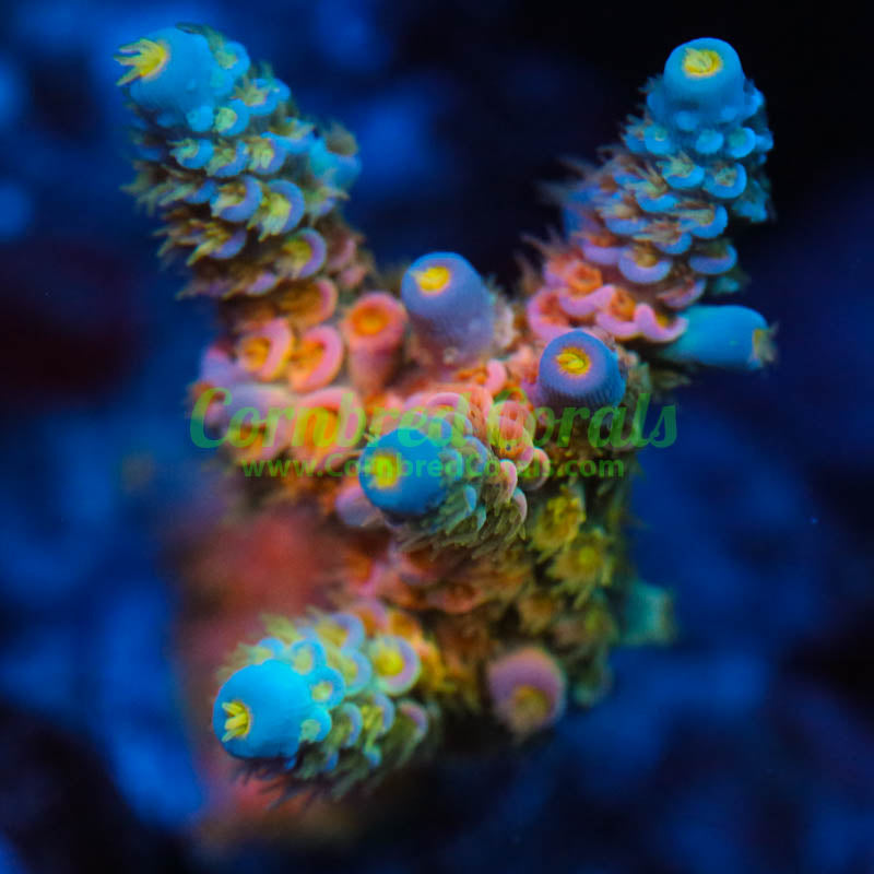 Cornbred's Rainbow Passion Acro AKA WD