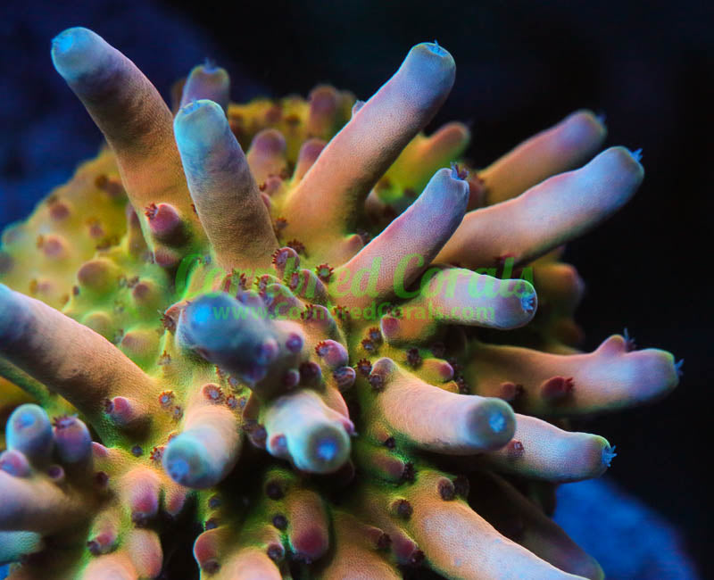 Cornbred's Rainbow Treasure Acro