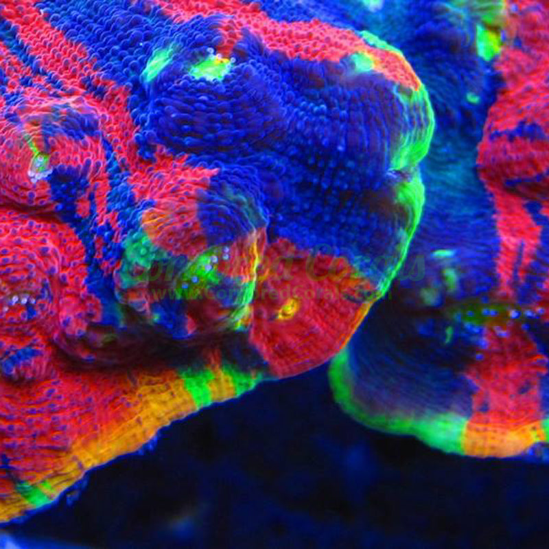 Cornbred's Rainbow Crush Chalice
