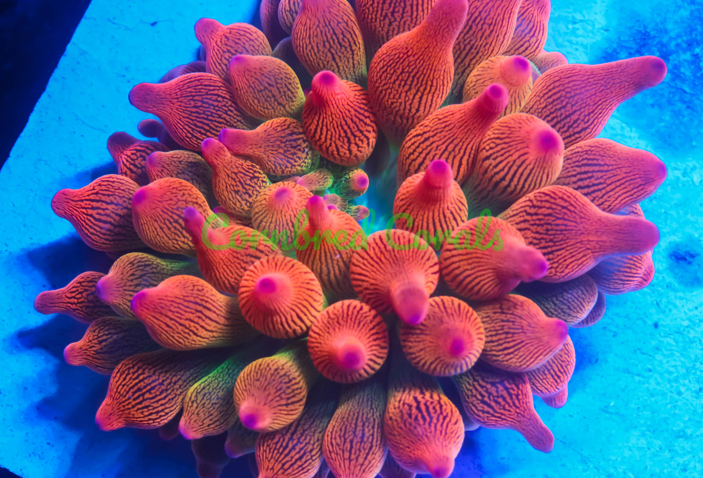 Cornbred's Rainbow Flare BTA Nem
