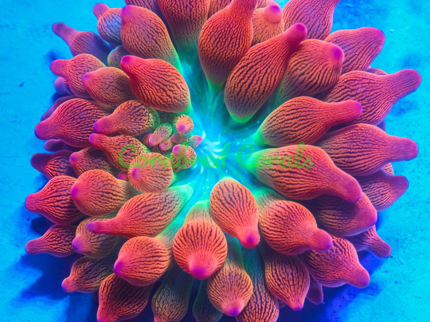 Cornbred's Rainbow Flare BTA Nem