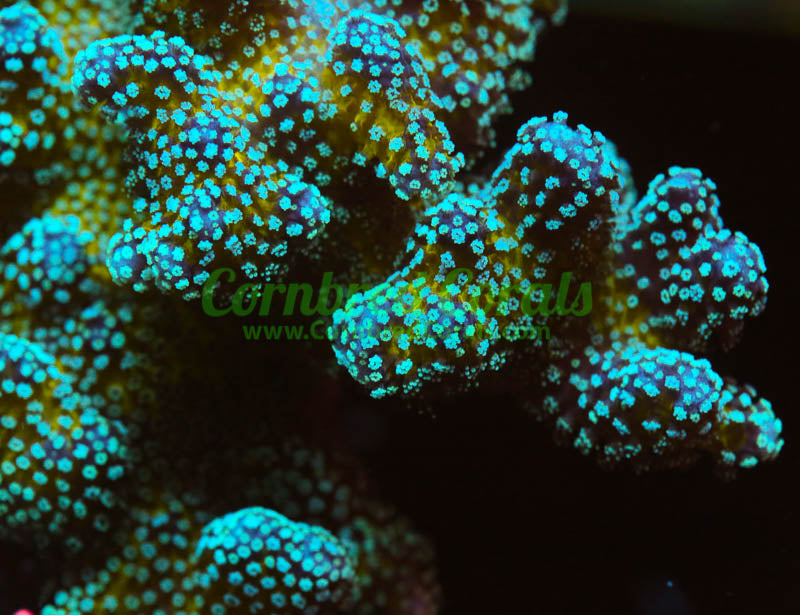 Cornbred's Rainbow Stylo