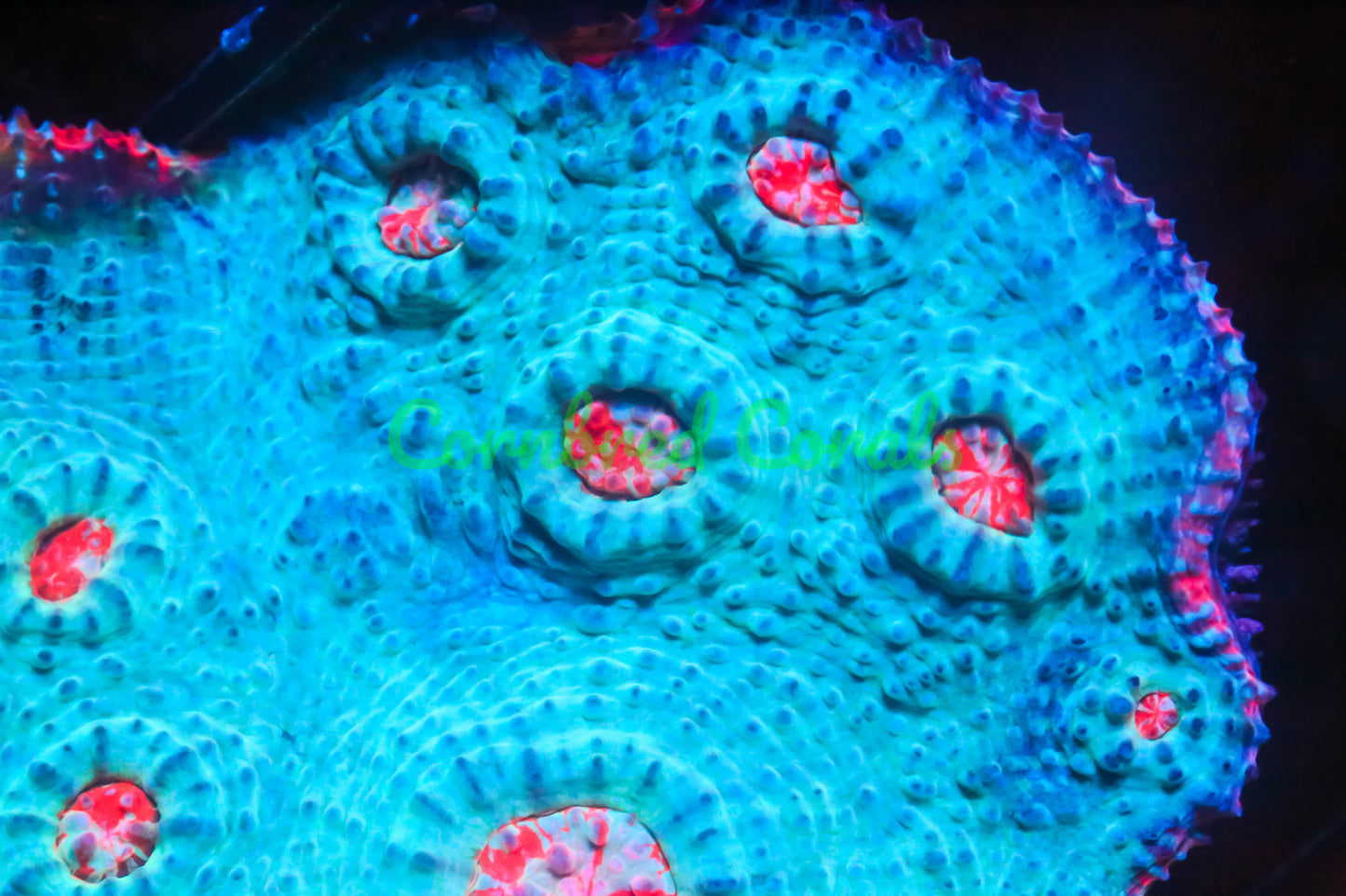 Cornbred's Red Rim Chalice - WYSIWYG