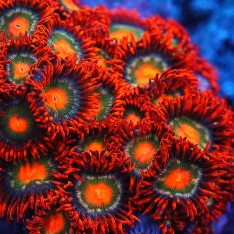 Cornbred's Rockstar Zoas