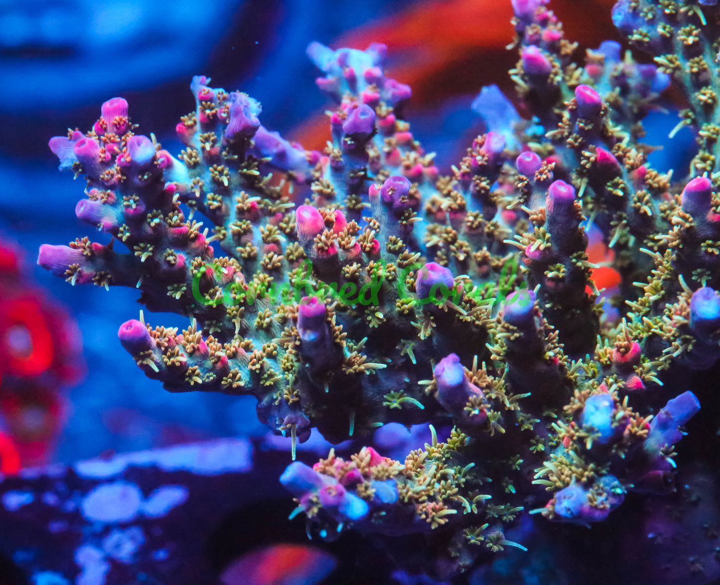 Cornbred Presents RR's Star Fire Acro - WYSIWYG