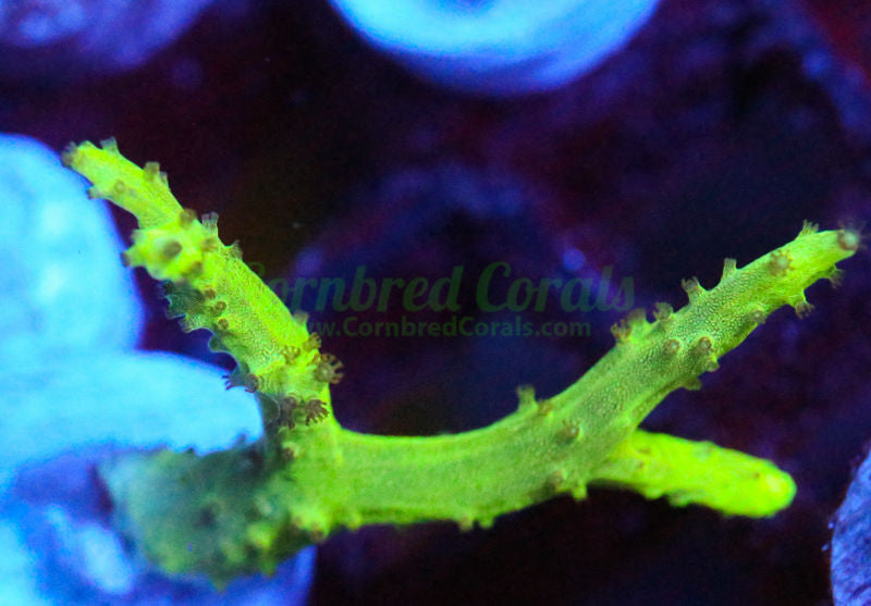 Cornbred's Toxic Sinularia