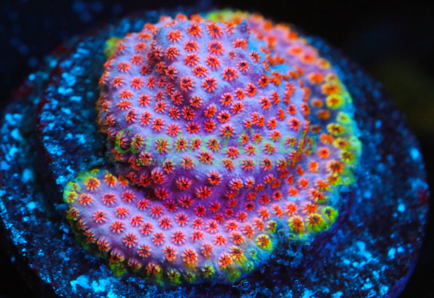 Cornbred's Skittles Bomb Cyphastrea