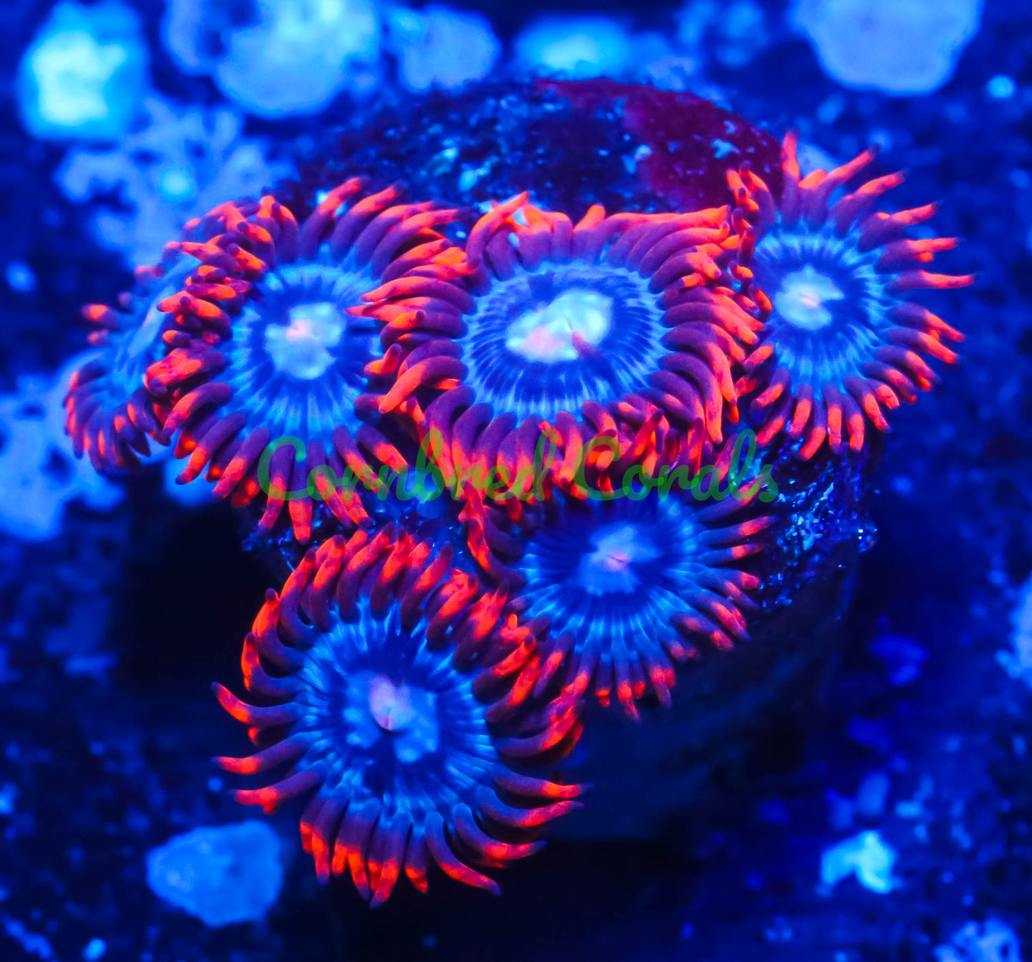 Cornbred's Snitch Zoas