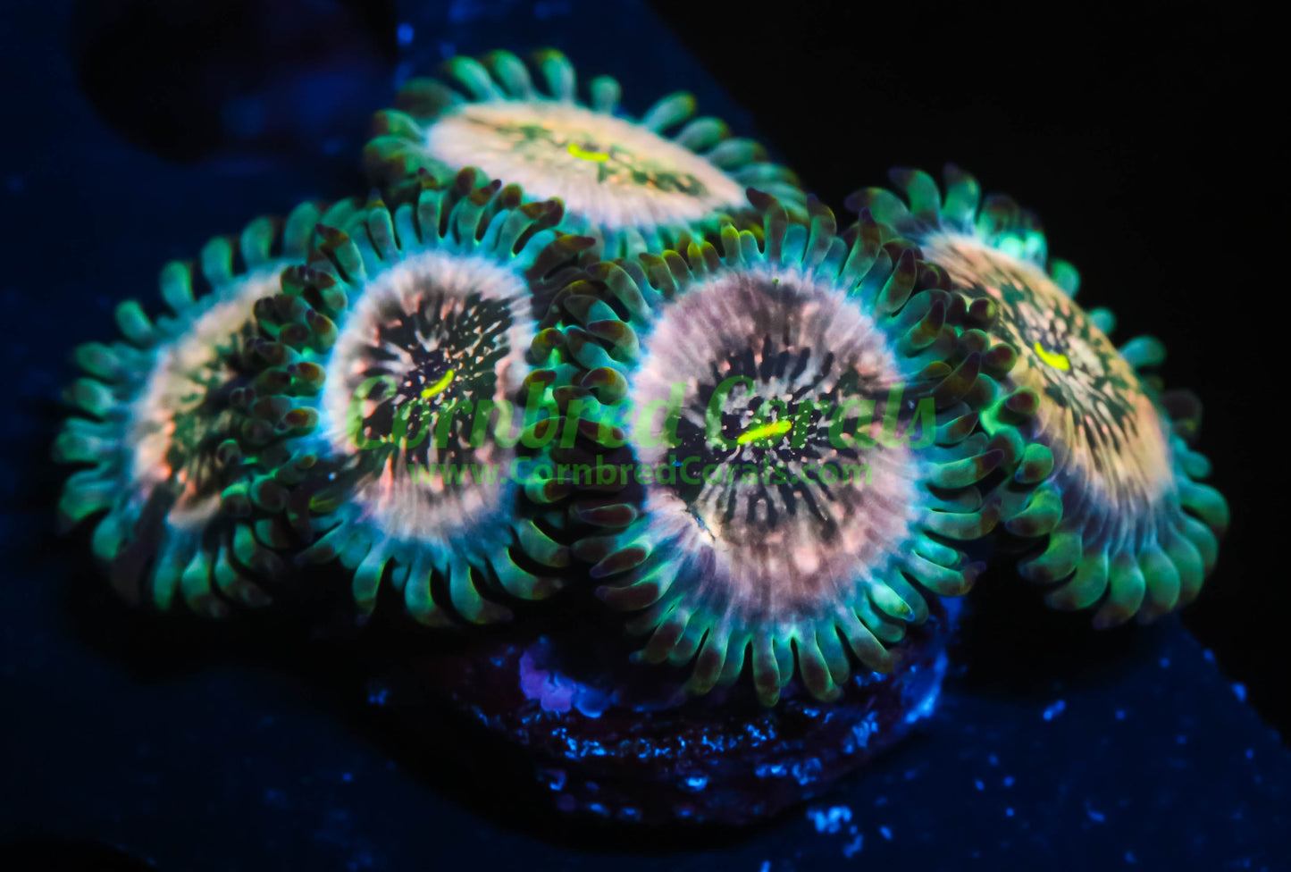 Cornbred's Space Jam Palys