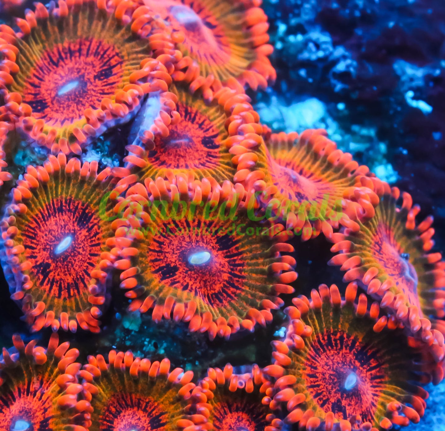 Cornbred's Speckled Krakatoa