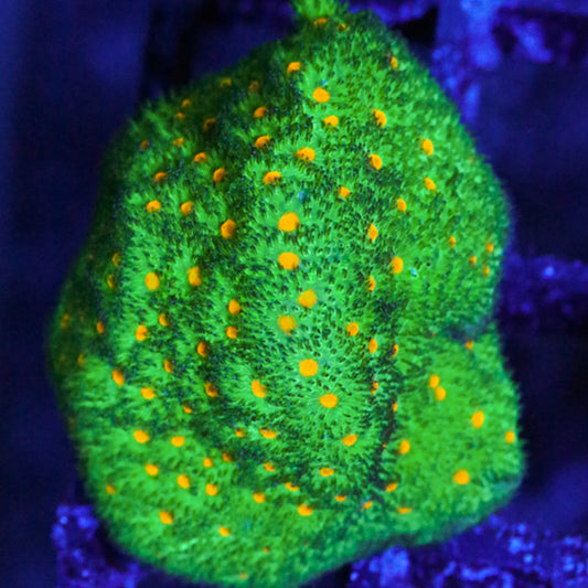 Cornbred's Sunkist Psammacora