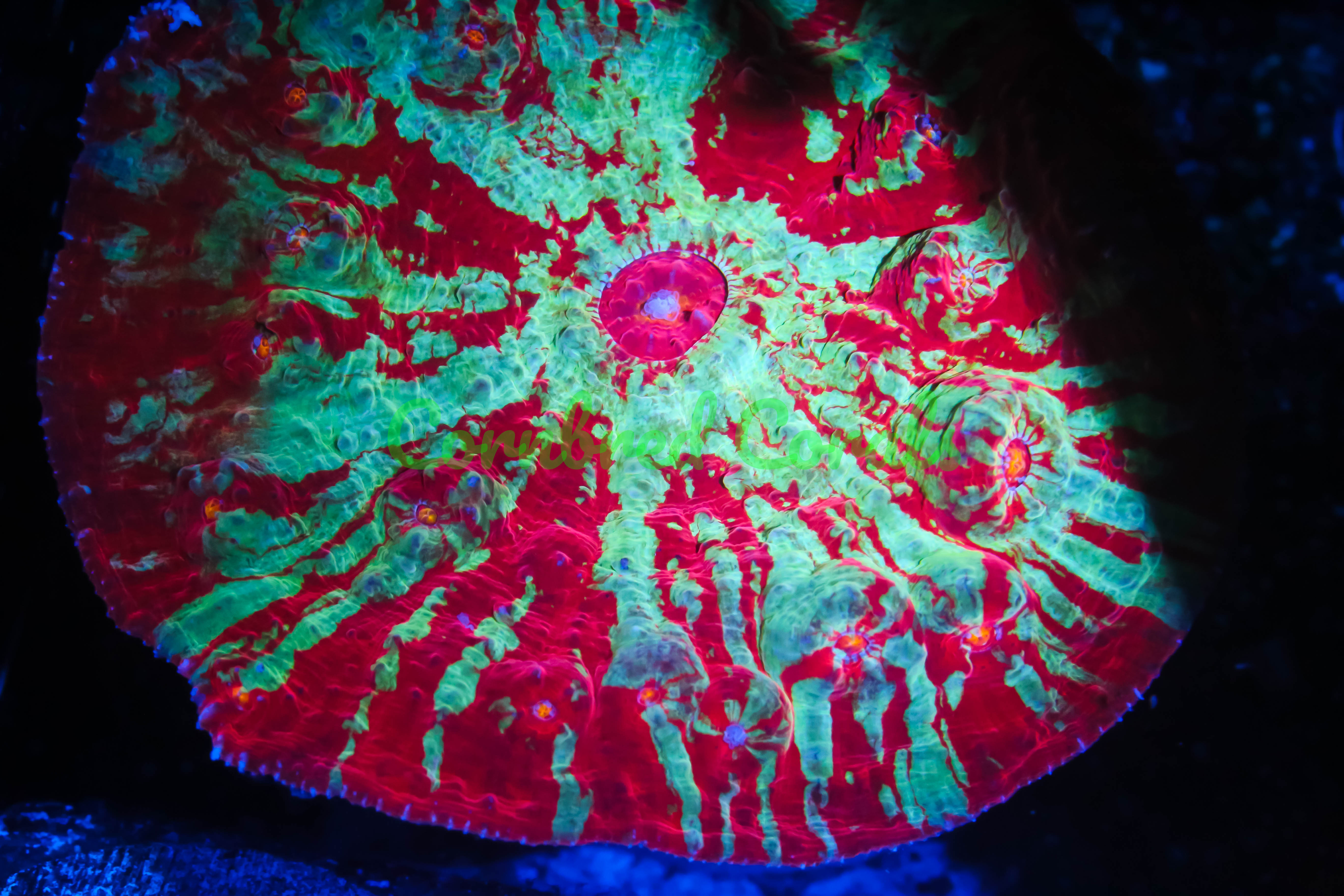 tiger lily coral Cornbred's Tiger Lily Chalice – Cornbred Corals