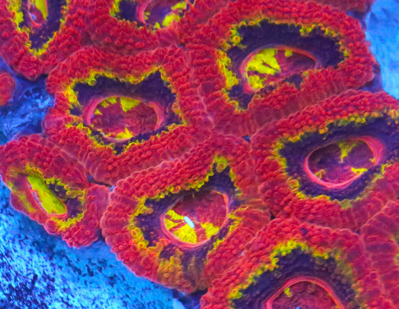 Cornbred's Twisted Fire Starter Acan