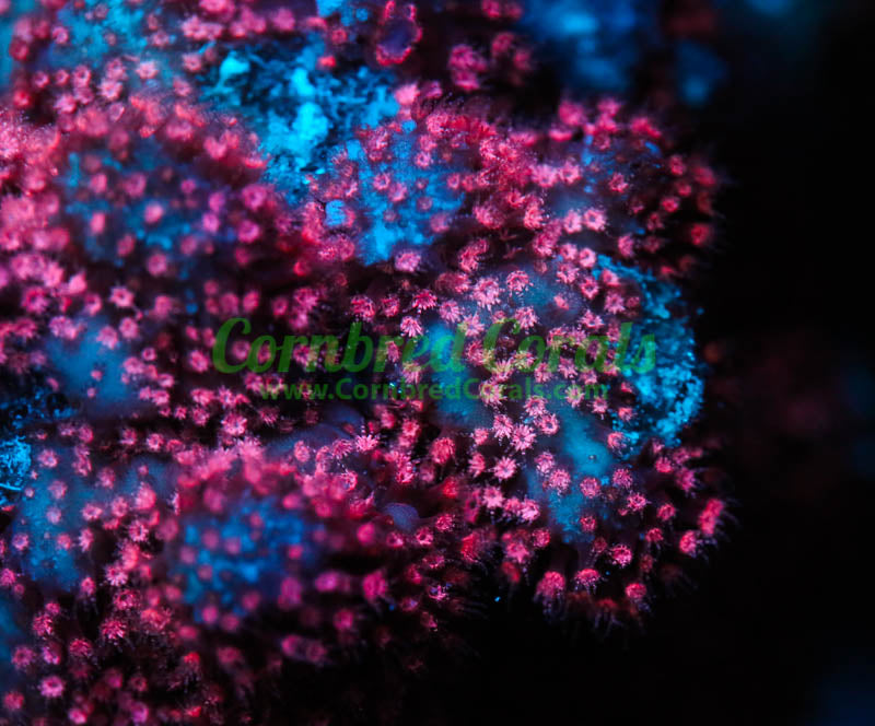 Cornbred's Ultimate Pink Stylo