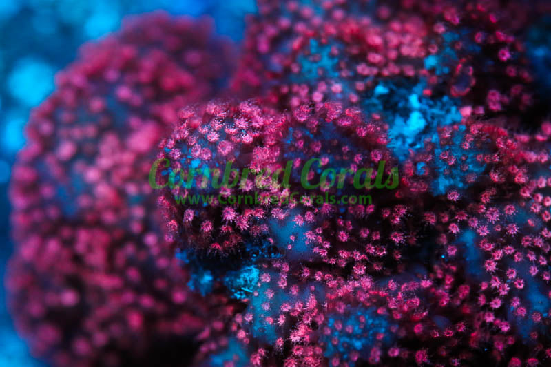 Cornbred's Ultimate Pink Stylo