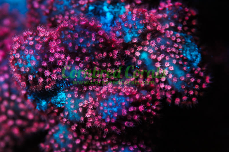 Cornbred's Ultimate Pink Stylo