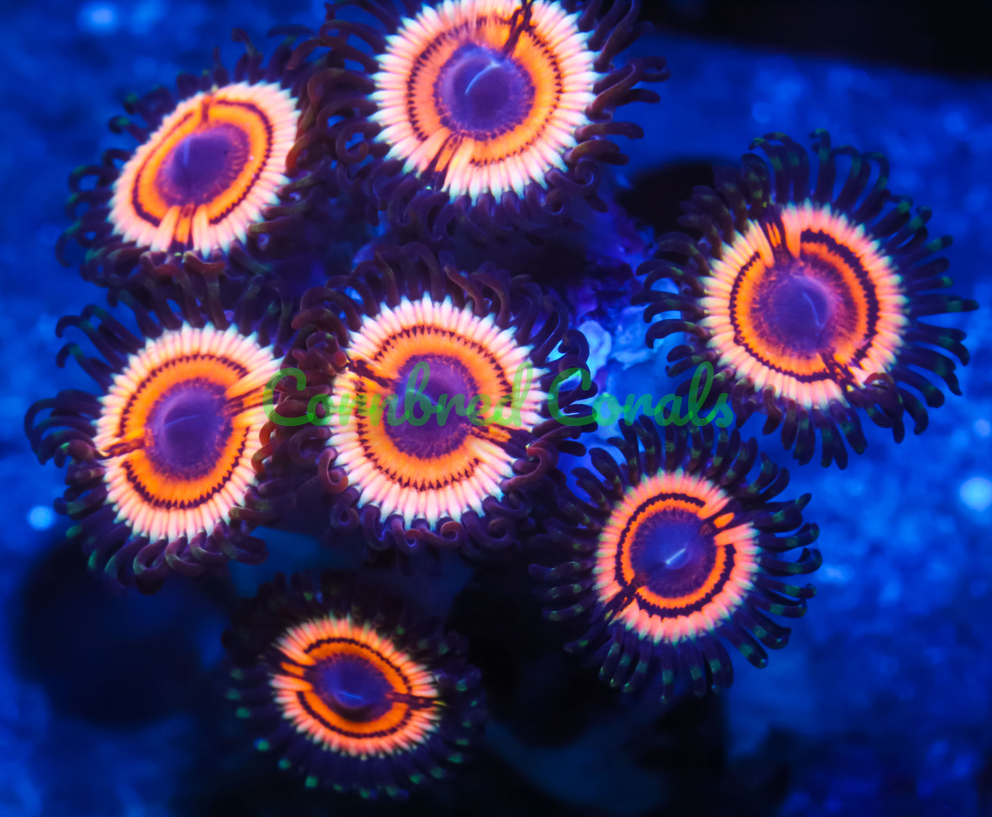 Cornbred's Vampire Slayer Palys