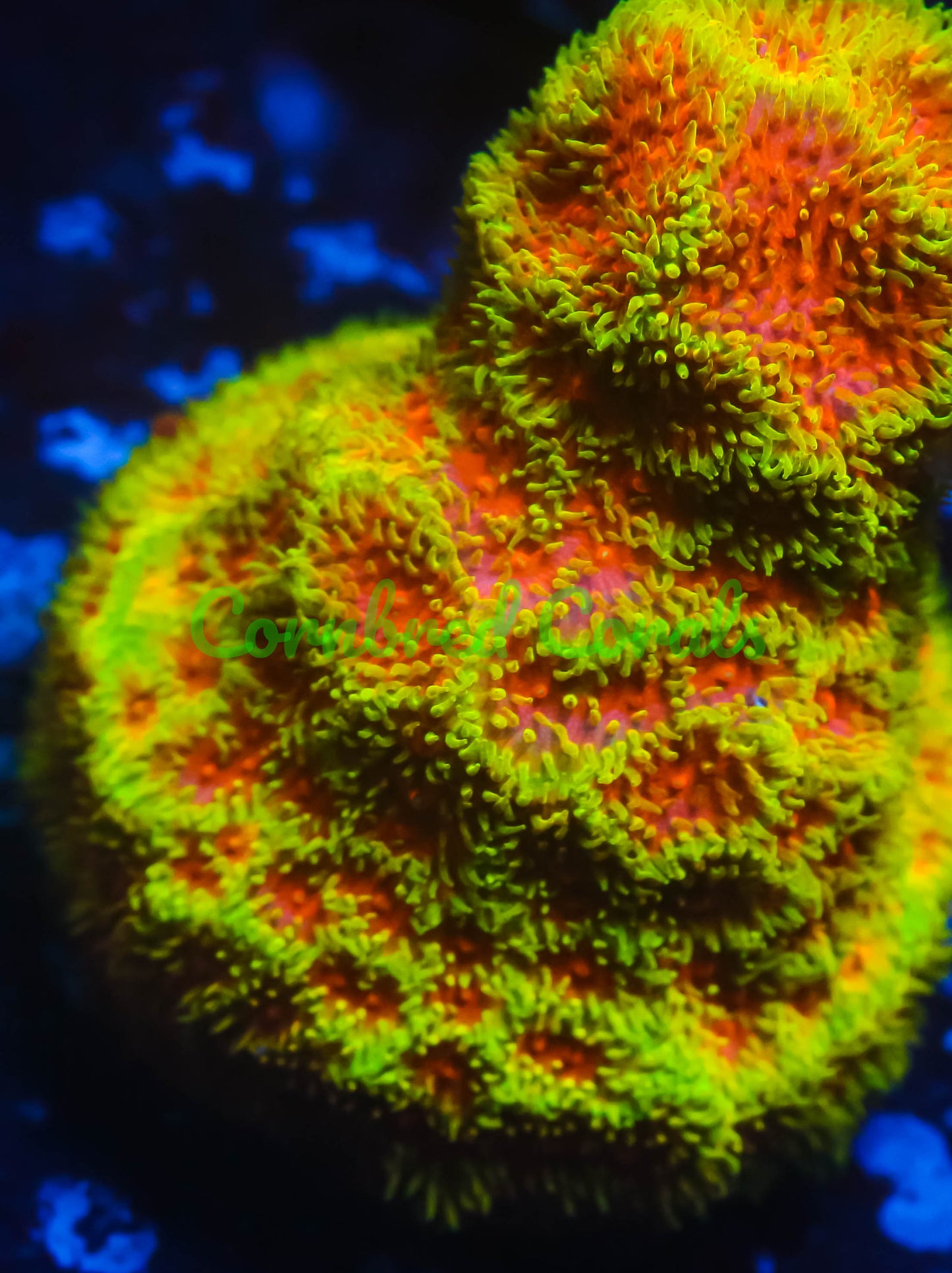 Cornbred's Watermelon Psammacora