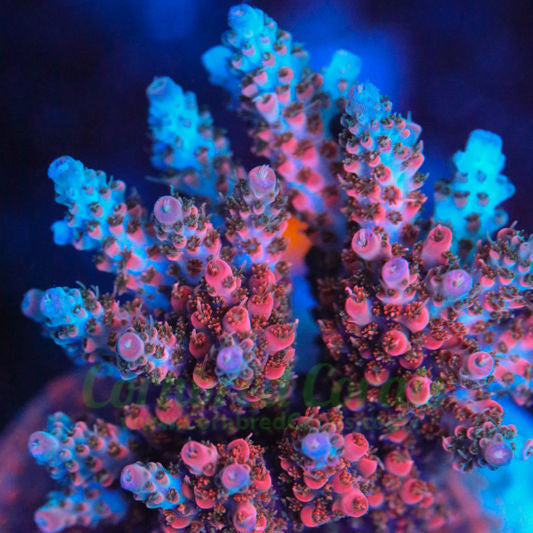 Cornbred's Wet Dream Acro