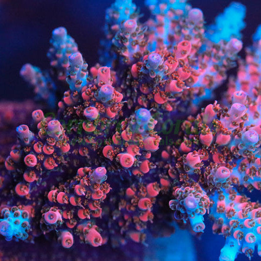 Cornbred's Wet Dream Acro