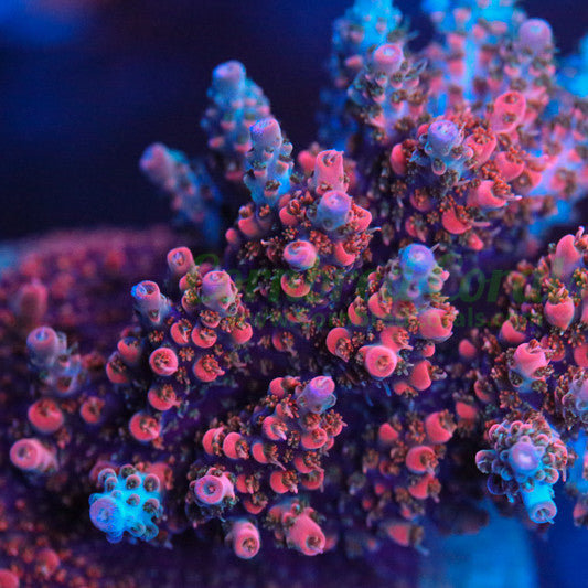 Cornbred's Wet Dream Acro
