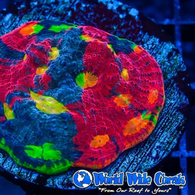 Cornbred Presents WWC's Jelly Bean Chalice - WYSIWYG