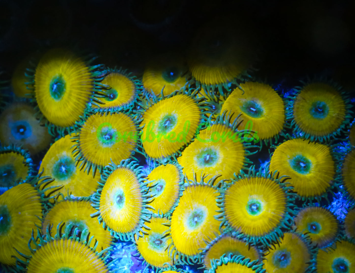 Cornbred's Yellow Death Palys