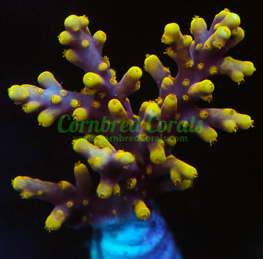 Cornbred's Yellow Lambo Acro