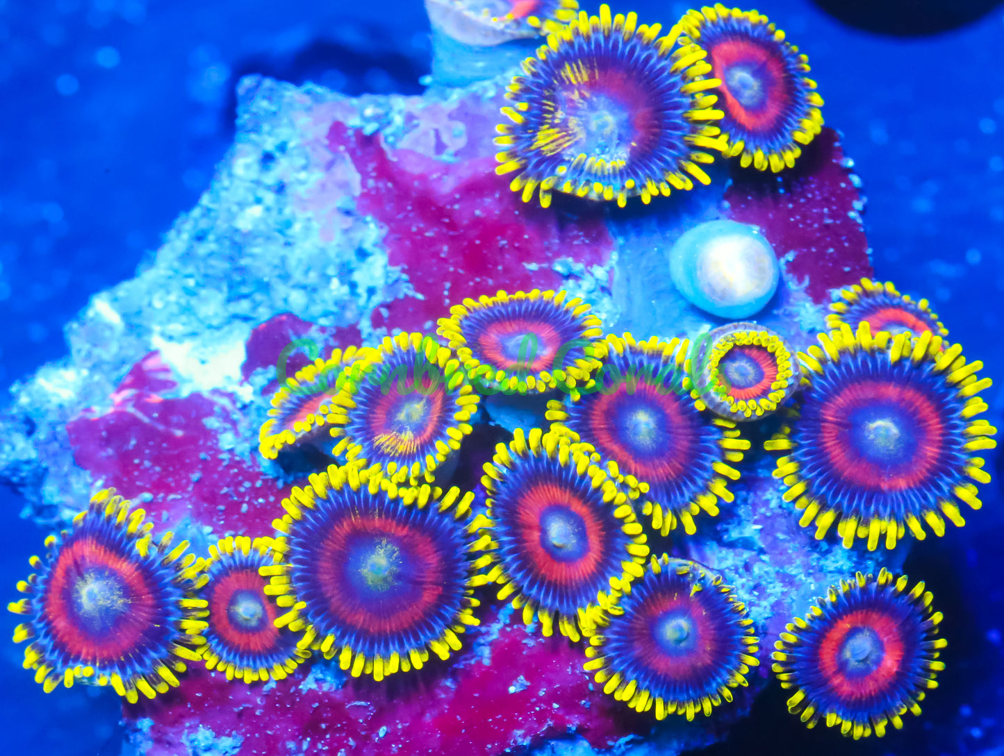 Cornbred's Yellow Zombie Eye Zoas