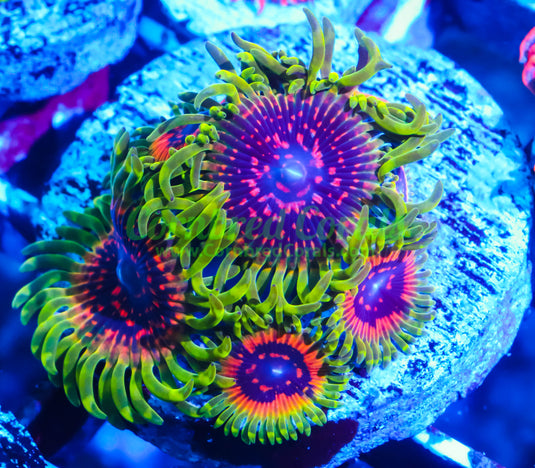 Collections – Cornbred Corals