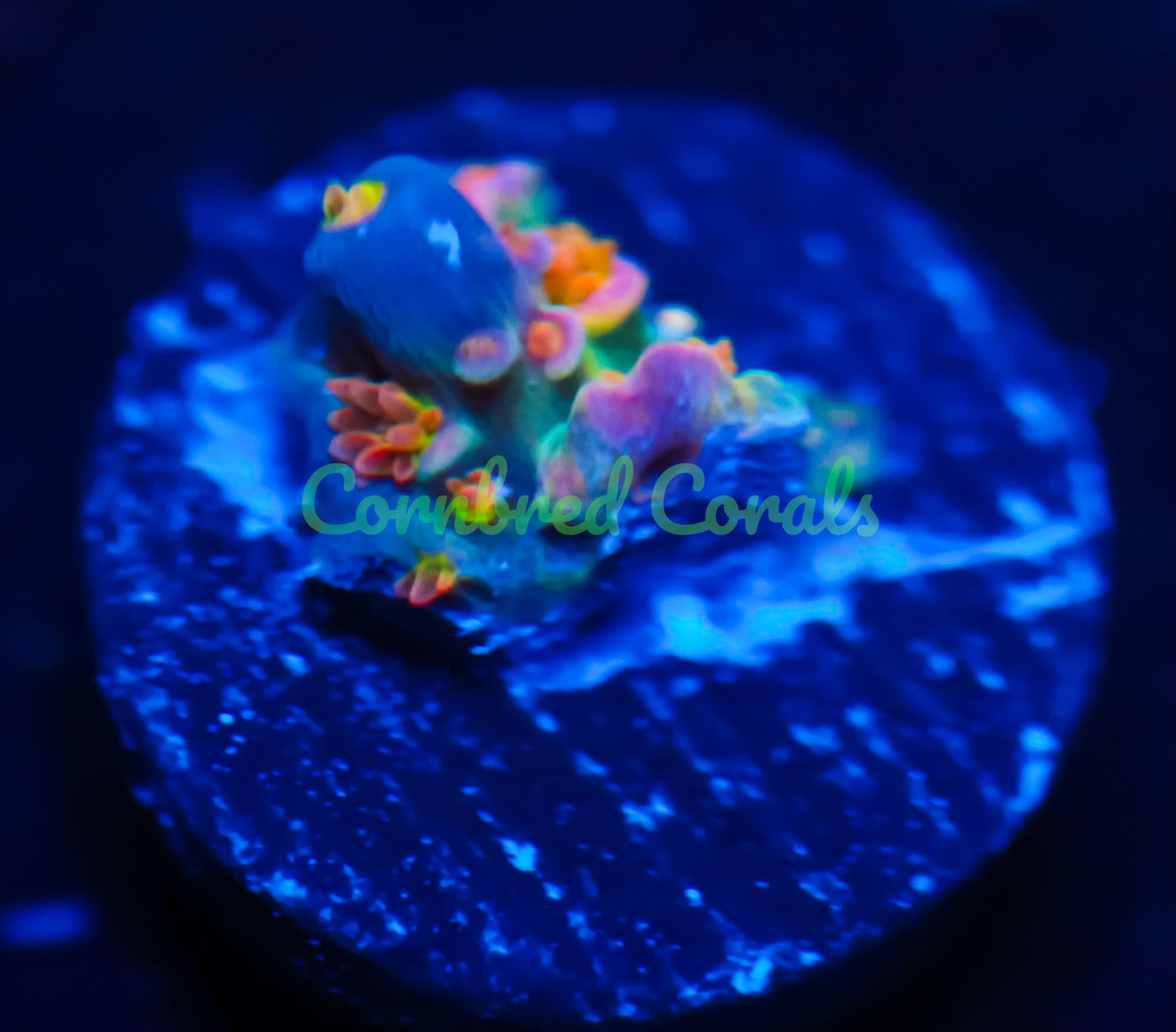 Cornbred's Walt D Acro - WYSIWYG