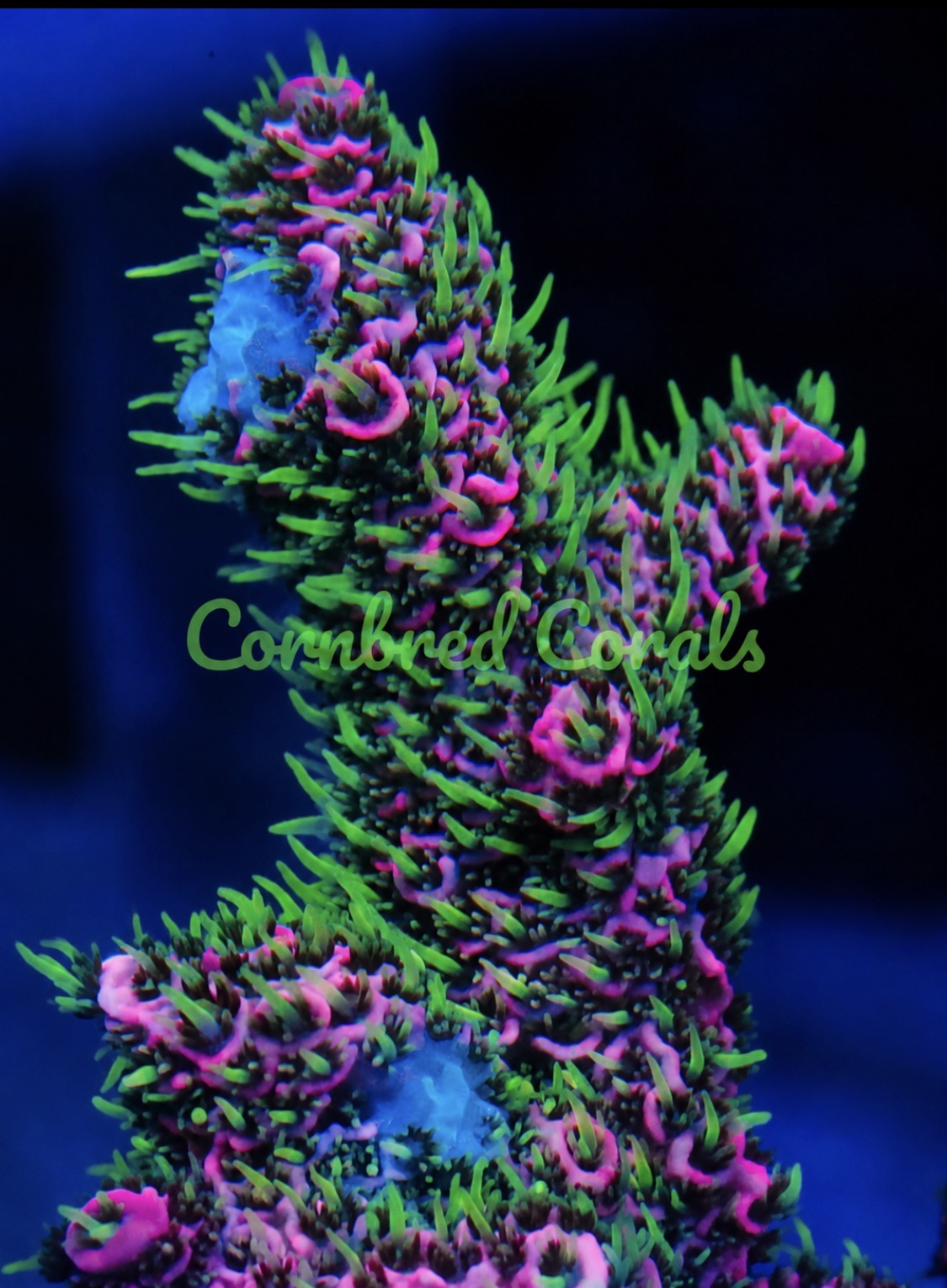 Cornbred's Fire Lemonade Milli - WYSIWYG