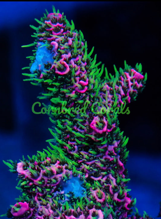 Cornbred's Fire Lemonade Milli - WYSIWYG