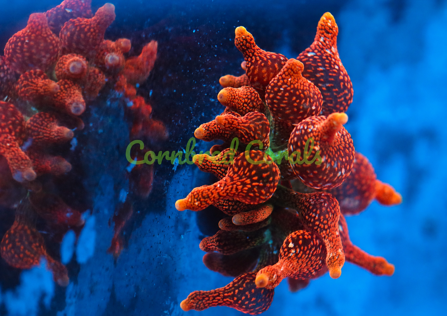 Cornbred's Flamethrower BTA Nem Anemone