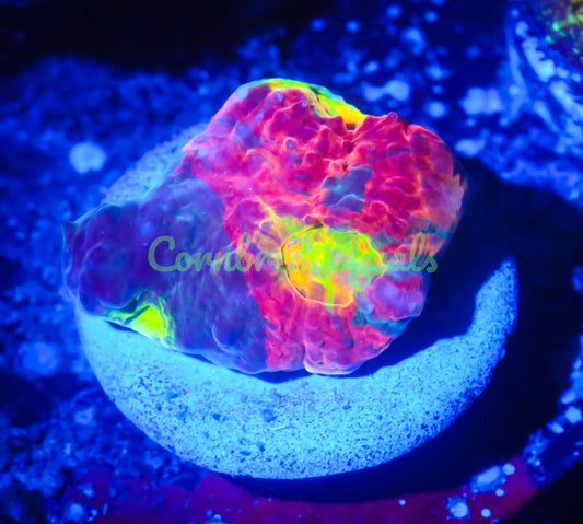 Cornbred's Rainbow Crush Chalice - WYSIWYG