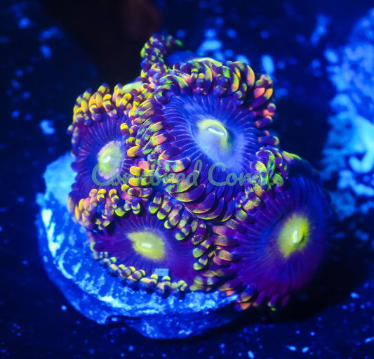 Cornbred Presents Big R's Bozo Palys