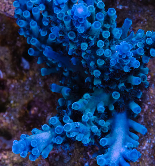 Cornbred's Blue Oregon Tort