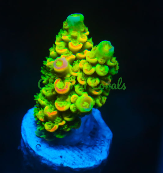 Cornbred's Yellow Passion Acro - WYSIWYG