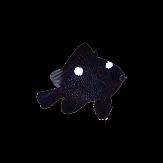 Domino Damselfish