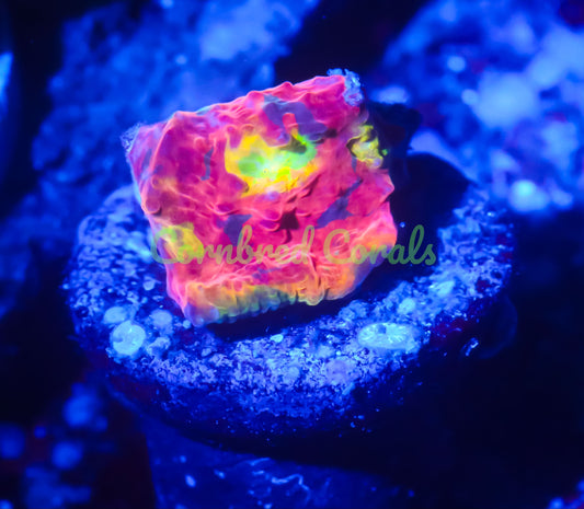 Cornbred's Rainbow Crush Chalice - WYSIWYG