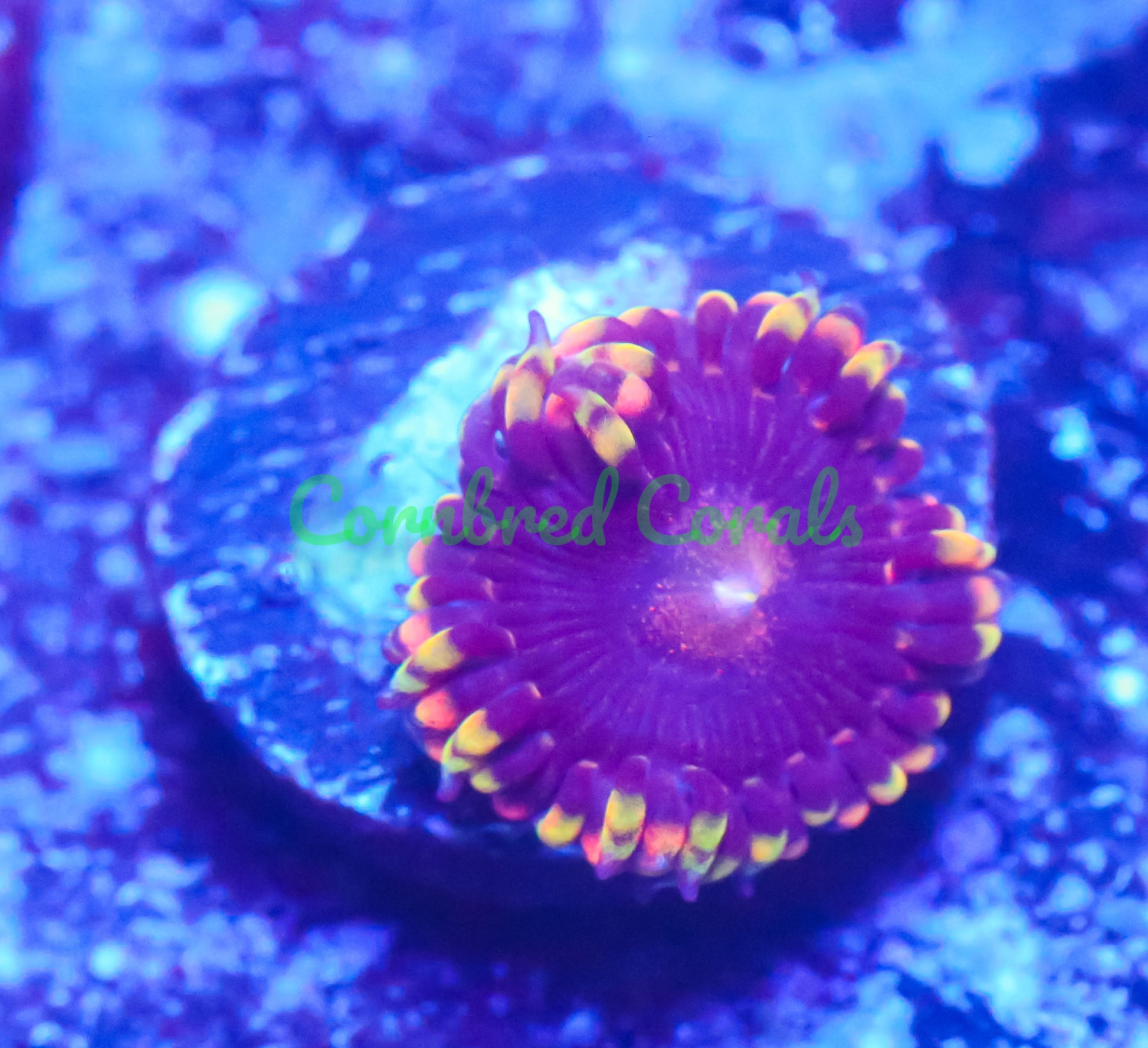 Cornbred Presents Big R's Bozo Zoas – Cornbred Corals