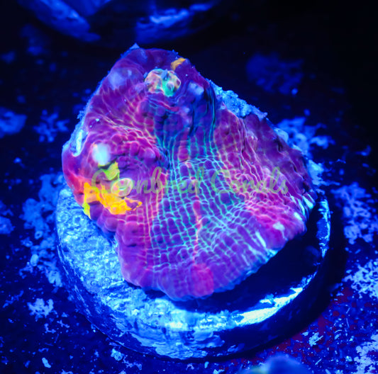 Cornbred's Bleeding Rainbows Chalice - WYSIWYG