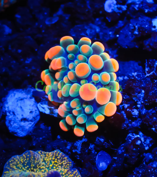 Cornbred's King Kong Bounce Yuma Mushroom - WYSIWYG