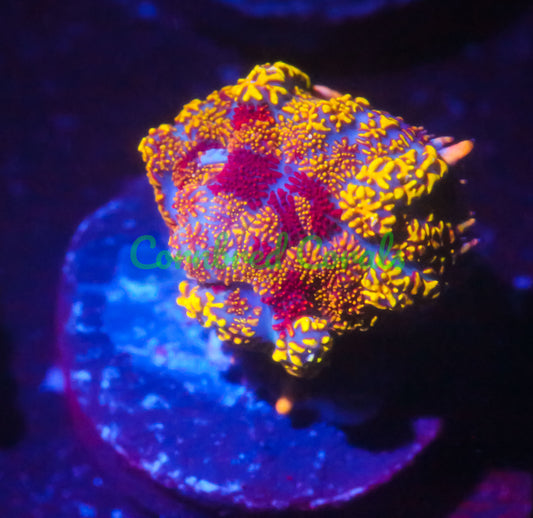 Cornbred's Rainbow Incinerator Mushroom