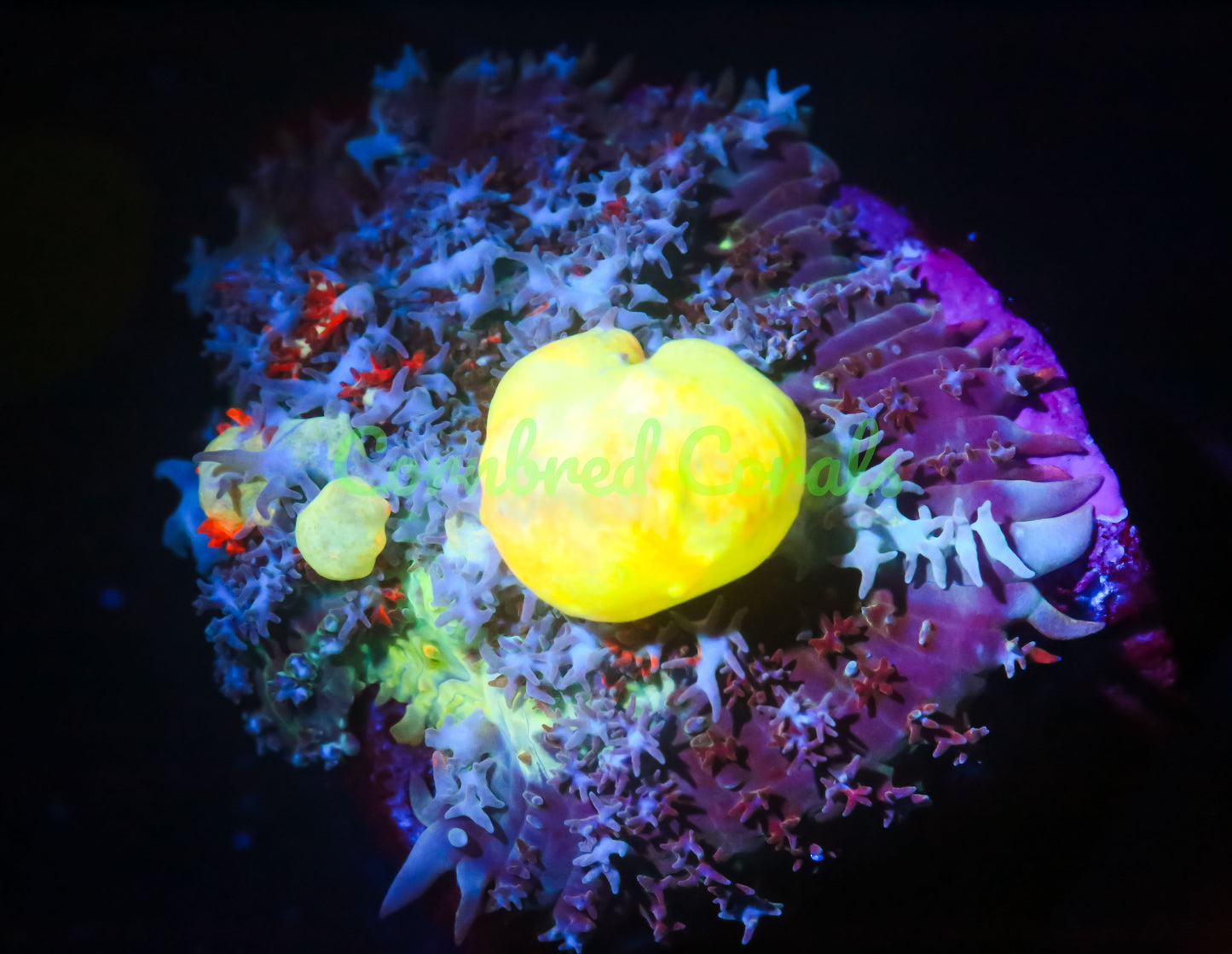 Cornbred's Godspawn Bounce Mushroom - WYSIWYG