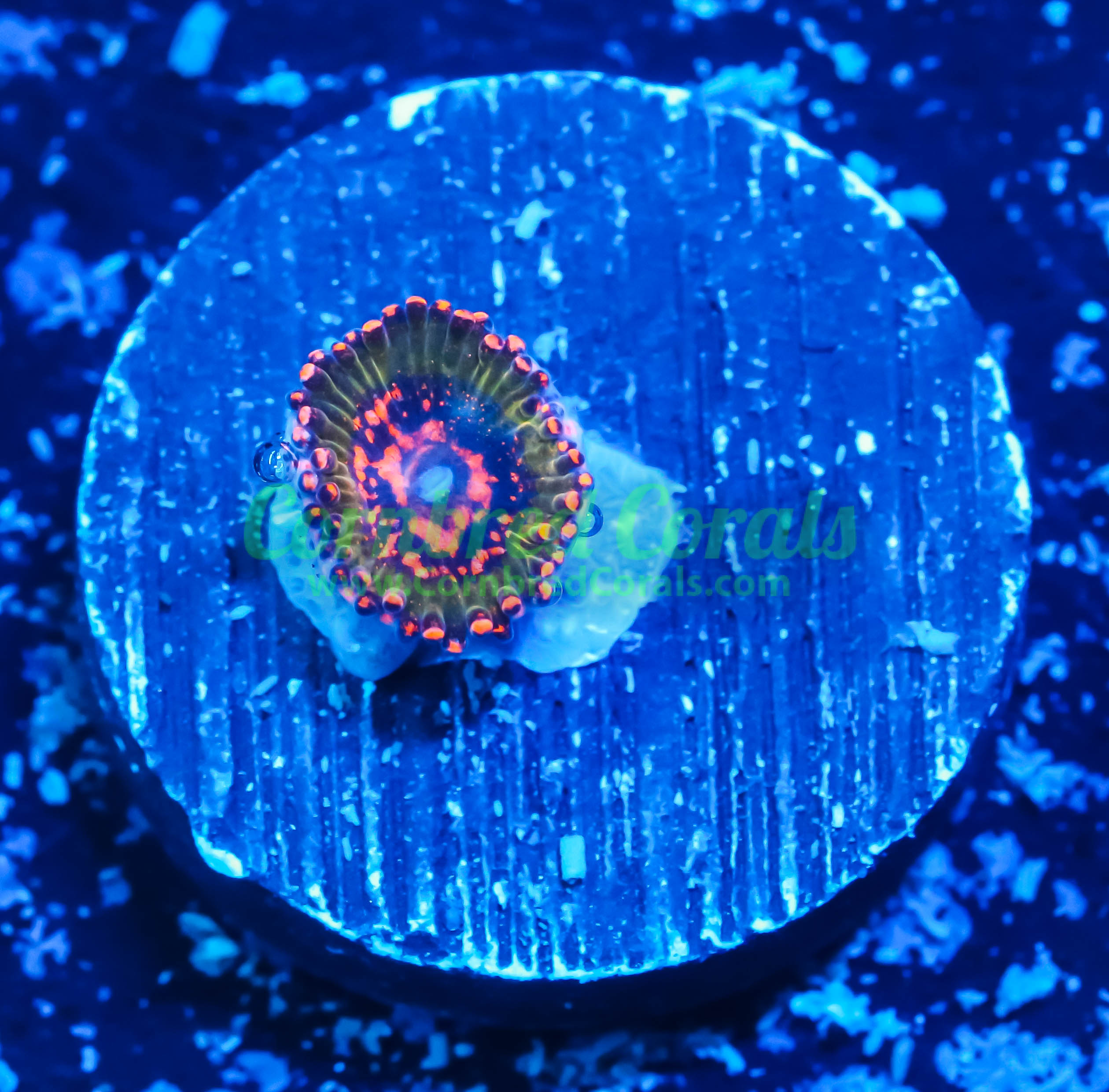 Cornbred Presents Jason Fox's Ass Krak Zoas – Cornbred Corals
