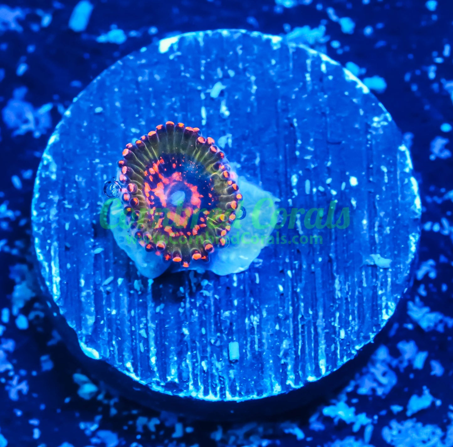 Cornbred Presents Jason Fox's Ass Krak Zoas