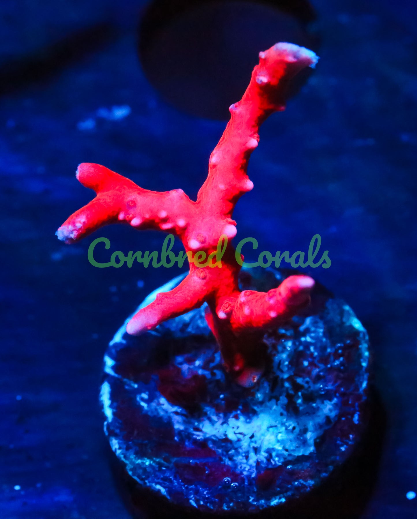 Cornbred Presents Jason Fox's TNT Anacro