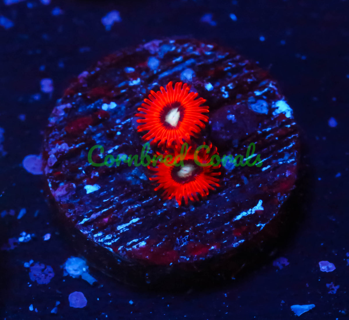 Cornbred's Charmander Zoa